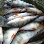 Мифы о платной рыбалке