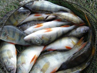 Мифы о платной рыбалке